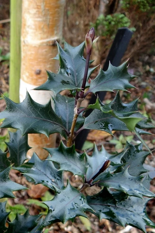 Purple Leaf Tea Olive (Osmanthus Heterophyllus 'Purpurea') - 2 Gallon Pot - Image 6