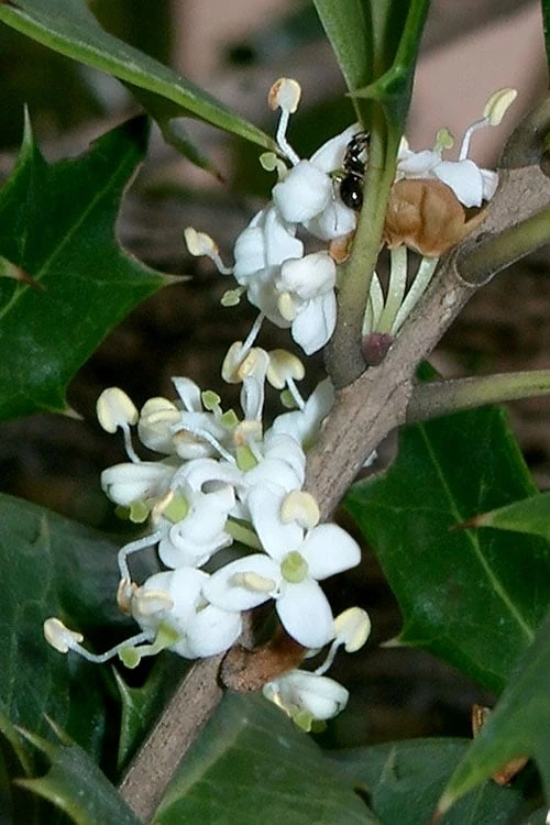 Purple Leaf Tea Olive (Osmanthus Heterophyllus 'Purpurea') - 3 Gallon Pot - Image 7