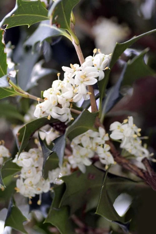 Purple Leaf Tea Olive (Osmanthus Heterophyllus 'Purpurea') - 3 Gallon Pot - Image 5