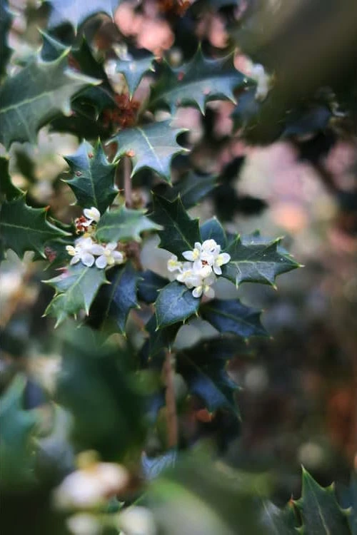 Party Princess 'Kaori Hime' Tea Olive - 3 Gallon Pot - Image 4