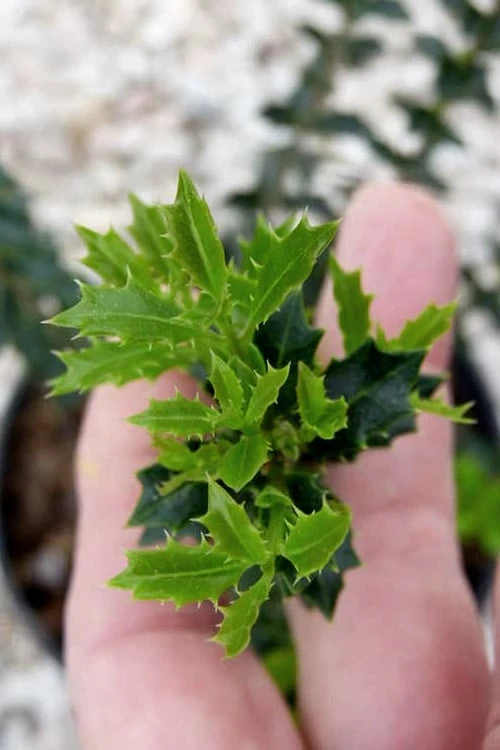 Party Princess 'Kaori Hime' Tea Olive - 3 Gallon Pot - Image 7