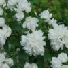 Illuminati Arch Mock Orange (Philadelphus Coronarius) - 3 Gallon Pot