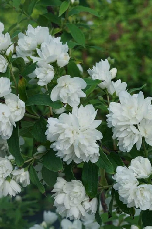 Illuminati Arch Mock Orange (Philadelphus Coronarius) - 3 Gallon Pot