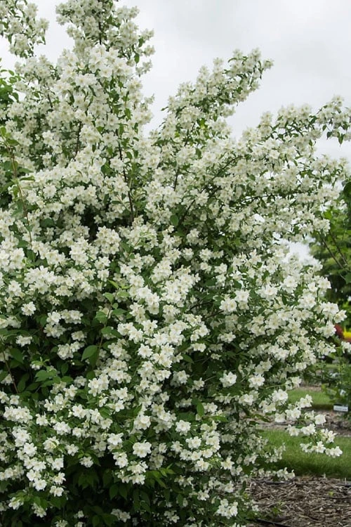 Blizzard Mock Orange (Philadelphus) - 1 Gallon Pot - Image 5