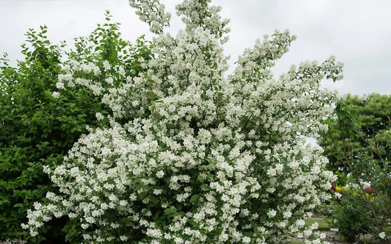Blizzard Mock Orange (Philadelphus) - 1 Gallon Pot - Image 7