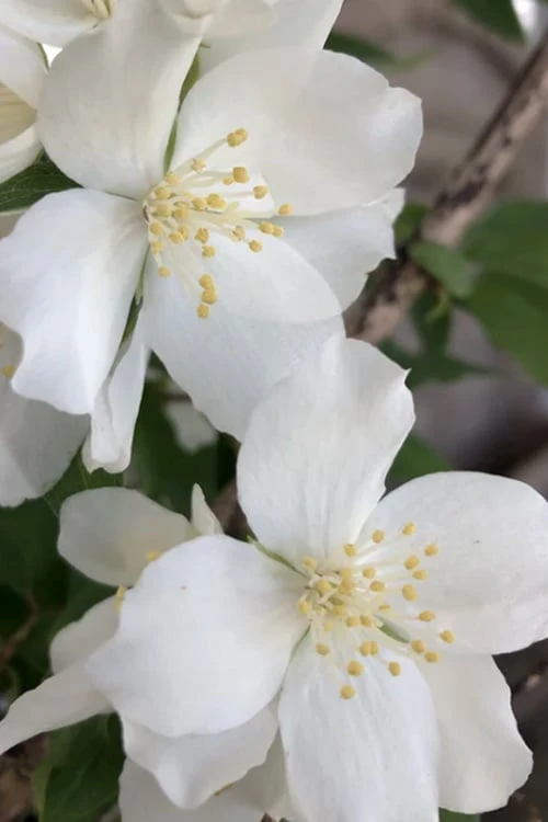 Blizzard Mock Orange (Philadelphus) - 1 Gallon Pot - Image 6