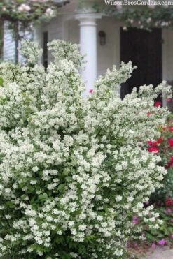 Blizzard Mock Orange (Philadelphus) - 1 Gallon Pot