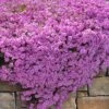 Pink Creeping Phlox - 6 Pack Of 1 Gallon Pots