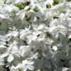 White Creeping Phlox - 6 Pack Of Pint Pots