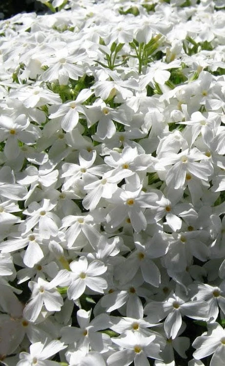 White Creeping Phlox - 6 Pack Of Pint Pots