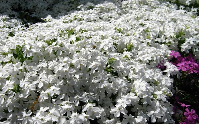 White Creeping Phlox - 6 Pack Of Pint Pots - Image 4
