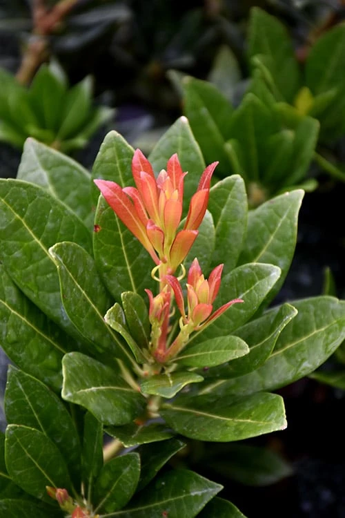 Southern Lady Pieris - 3 Gallon Pot - Image 5