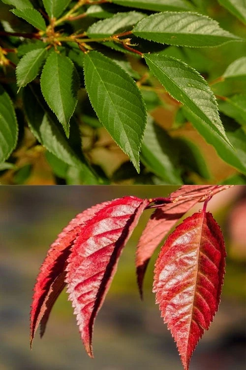 Okame Pink Flowering Cherry Tree - 5 Gallon Pot - Image 6