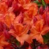 Mooshatanio Native Azalea (Rhododendron X Austrinum) - 1 Gallon Pot
