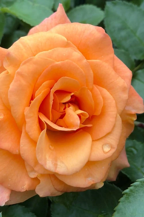 Sunorita Rose - 2 Gallon Pot