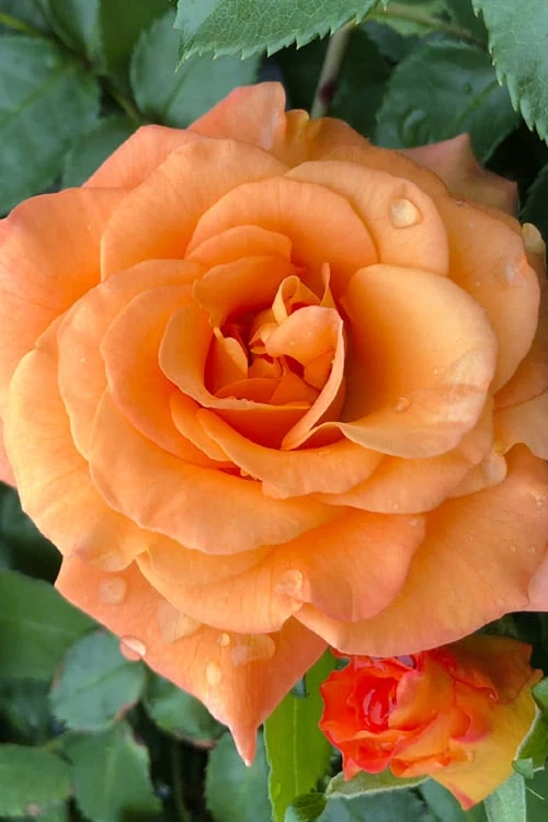 Sunorita Rose - 2 Gallon Pot - Image 4