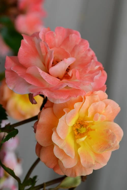 Peach Drift Groundcover Rose - 2 Gallon Pot - Image 3