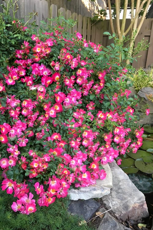 Pink Drift Groundcover Rose - 2 Gallon Pot
