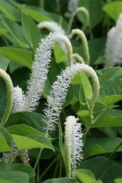 Lizard's Tail Swamp Lily (Saururus Cernuus) - 1 Gallon Pot