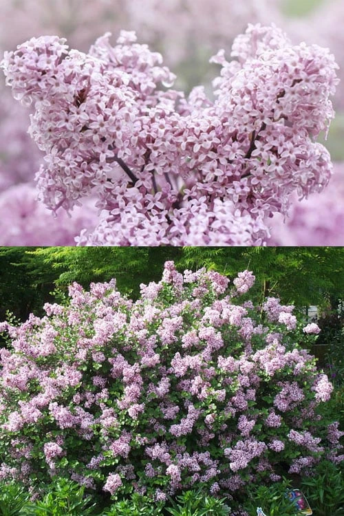 Palibin Dwarf Lilac Bush - 3 Gallon Pot - Image 3