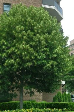 American Basswood Tree (Tilia Americana) - 3 Gallon Pot