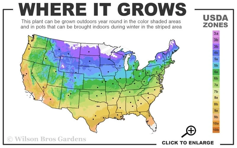 Pink Champagne Clematis - 1 Gallon Pot - Image 3