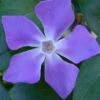 Bigleaf Periwinkle (Vinca Major) - 8 Pack Of 2.5" Pots