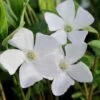 White Evergreen Periwinkle (Vinca Minor 'Alba') - 6 Pack Of Pint Pots