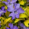 Illumination Variegated Periwinkle (Vinca Minor) - 10 Pack Of Pint Pots