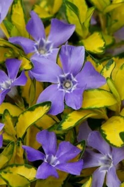 Illumination Variegated Periwinkle (Vinca Minor) - 10 Pack Of Pint Pots