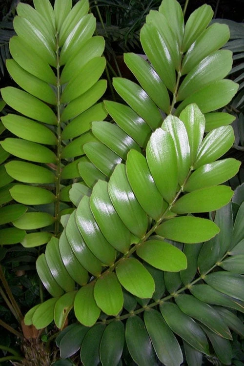 Coontie Palm (Zamia Pumila) - 7 Gallon Pot - Image 4
