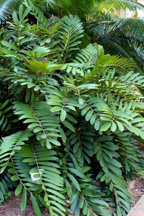 Coontie Palm (Zamia Pumila) - 7 Gallon Pot